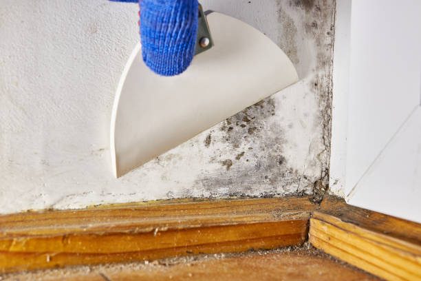 Best Environmental Consulting for Mold Prevention  in Conway Springs, KS